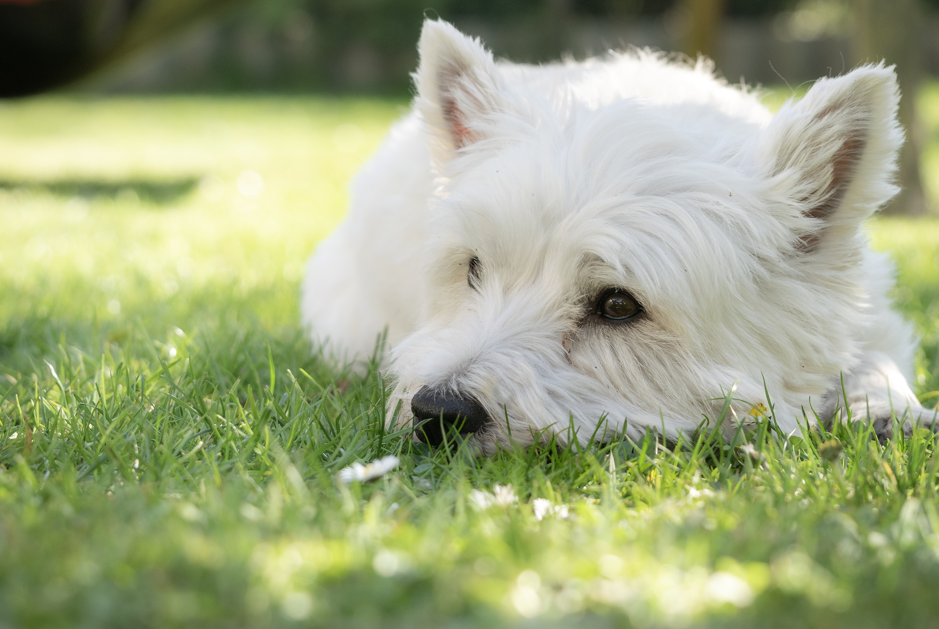 le West Highland White Terrier ou Westie
