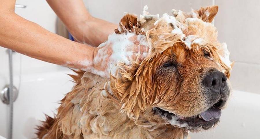 laver un chien