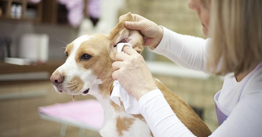 Nettoyer les oreilles d'un chien
