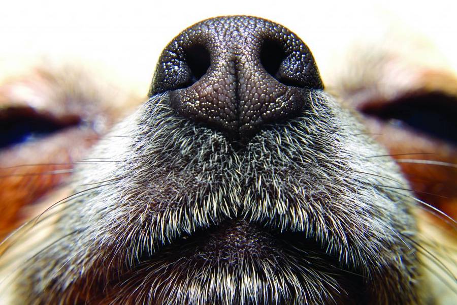 Le sens de l'odorat chez le chien