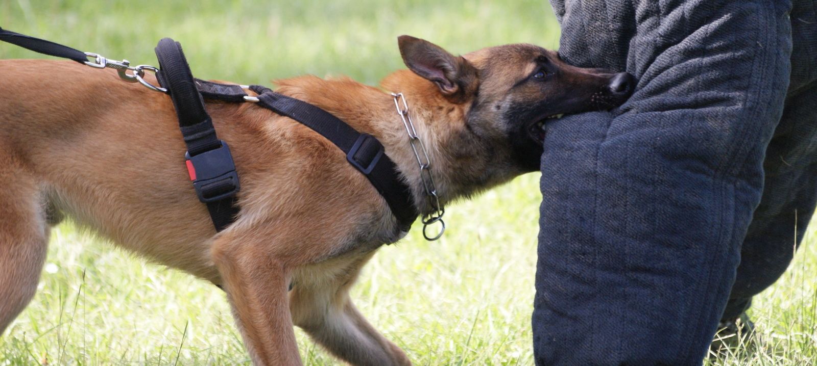 Ring - sport canin reservé à certaines races de chiens
