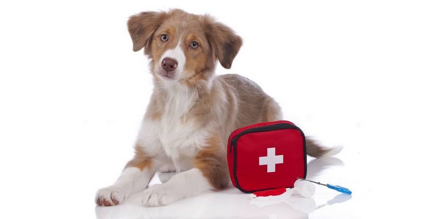 Numéros d'urgence pour votre chien