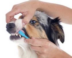 brosser les dents d'un chien