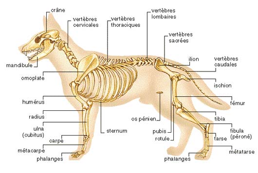 Anatomie du chien - squelette et morphologie canine - CANIBEST