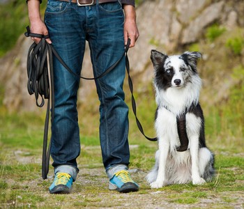 cours individuels d'éducation pour chien à reims (51) ou dans l'aisne (02)
