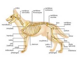 l'anatomie du chien