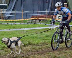 le cani VTT - vélo avec un chien