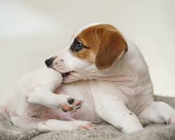 Comment protéger les chiens des puces et parasites ?