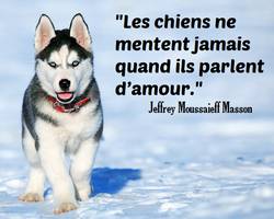 Dictons et proverbes canins