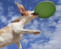 Le discdog ou frisbee avec un chien