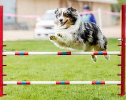 les sports que l'on peut pratiquer avec un chien