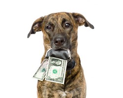 tarifs cours d'éducation canine