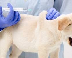 les vaccins pour les chiens