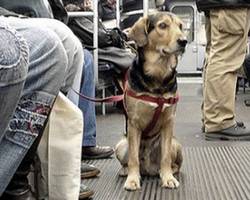 voyager avec un chien dans les transports en commun